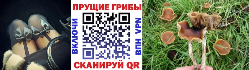 наркотики  Ардон  blacksprut ССЫЛКА  Галлюциногенные грибы Psilocybe 